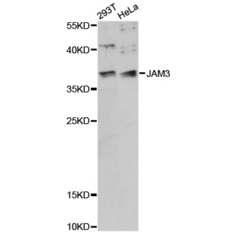 Western Blot - Anti-JAM3 Antibody (A14942) - Antibodies.com