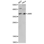 Western Blot - Anti-JAM3 Antibody (A14942) - Antibodies.com