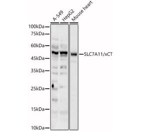 Western Blot - Anti-xCT Antibody (A89508) - Antibodies.com