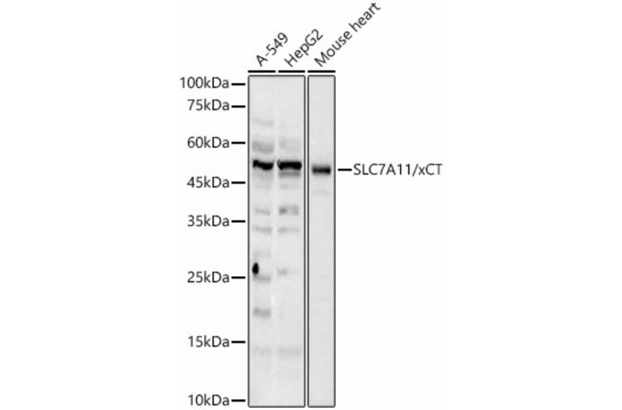 Western Blot - Anti-xCT Antibody (A89508) - Antibodies.com