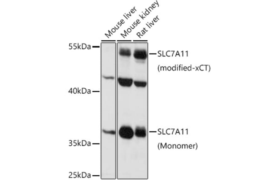 Western Blot - Anti-xCT Antibody (A89508) - Antibodies.com
