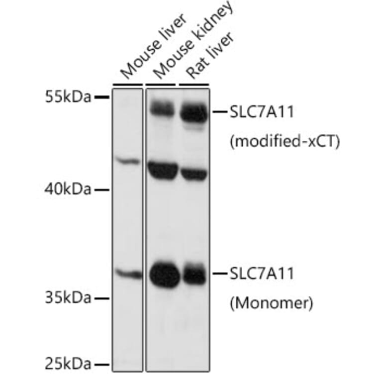 Western Blot - Anti-xCT Antibody (A89508) - Antibodies.com