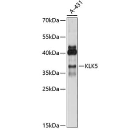 Western Blot - Anti-Kallikrein 5 Antibody (A89509) - Antibodies.com