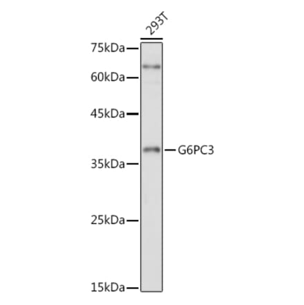 Western Blot - Anti-G6PC3 Antibody (A89511) - Antibodies.com