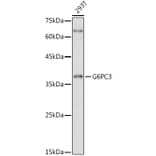 Western Blot - Anti-G6PC3 Antibody (A89511) - Antibodies.com