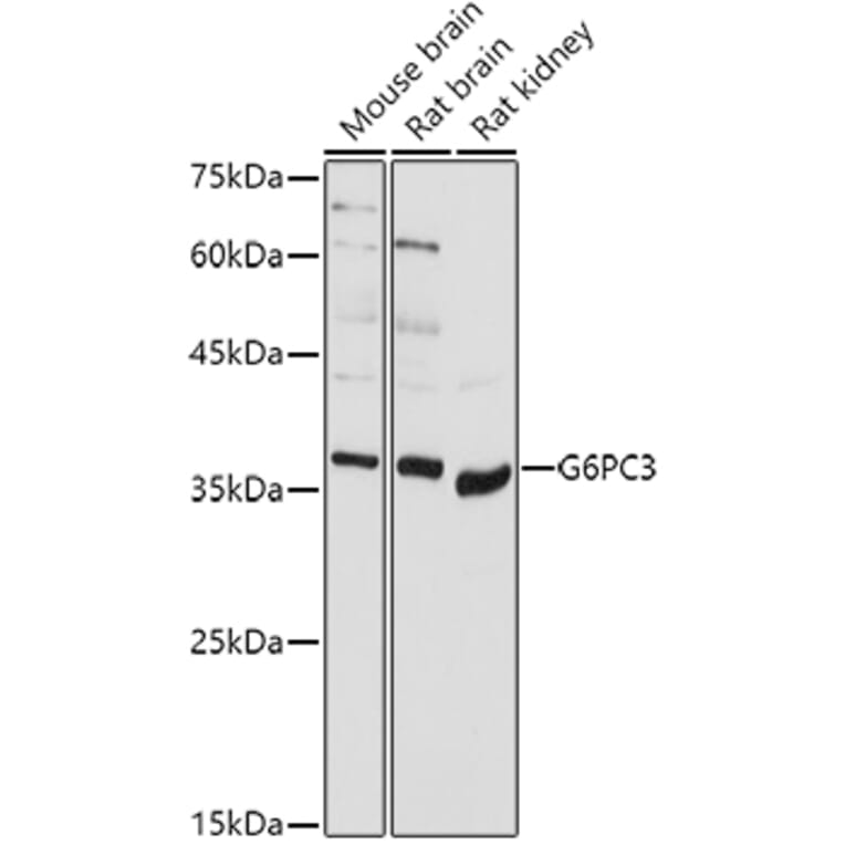 Western Blot - Anti-G6PC3 Antibody (A89511) - Antibodies.com