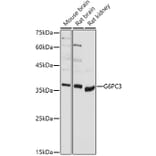 Western Blot - Anti-G6PC3 Antibody (A89511) - Antibodies.com