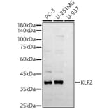 Western Blot - Anti-KLF2 Antibody (A89512) - Antibodies.com