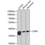 Western Blot - Anti-CDK6 Antibody (A0705) - Antibodies.com
