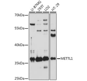 Western Blot - Anti-METTL1 Antibody (A89514) - Antibodies.com