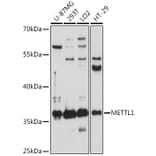 Western Blot - Anti-METTL1 Antibody (A89514) - Antibodies.com