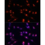 Immunofluorescence - Anti-Fibrillarin Antibody (A89516) - Antibodies.com