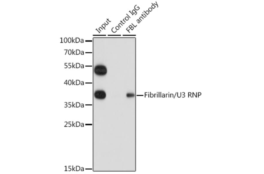 Western Blot - Anti-Fibrillarin Antibody (A89516) - Antibodies.com