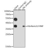 Western Blot - Anti-Fibrillarin Antibody (A89516) - Antibodies.com