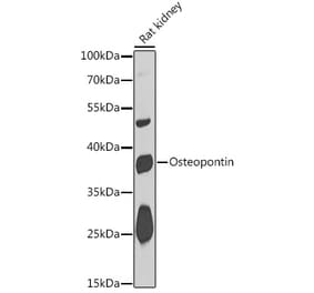 Western Blot - Anti-Osteopontin Antibody (A89517) - Antibodies.com