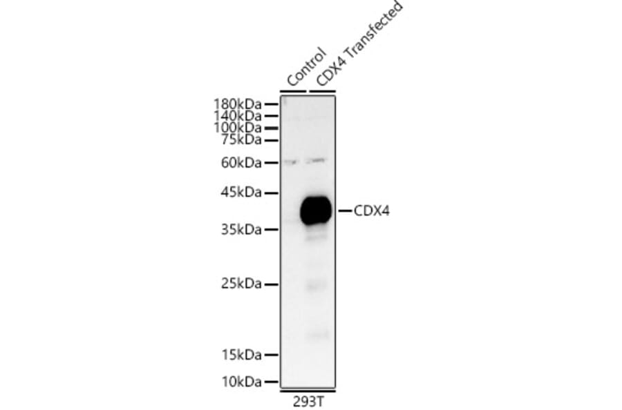 Western Blot - Anti-CDX4 Antibody (A89519) - Antibodies.com