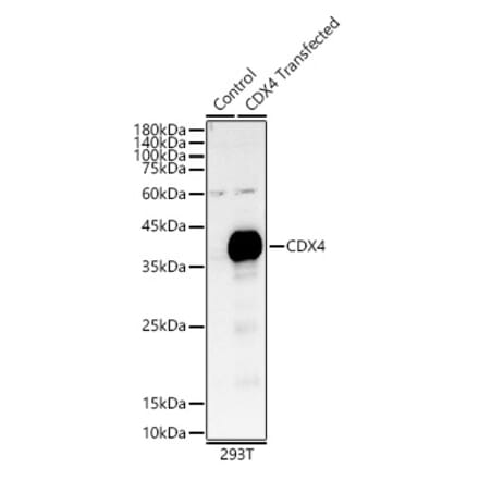 Western Blot - Anti-CDX4 Antibody (A89519) - Antibodies.com