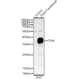 Western Blot - Anti-CDX4 Antibody (A89519) - Antibodies.com