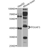 Western Blot - Anti-POU4F3 Antibody (A14049) - Antibodies.com