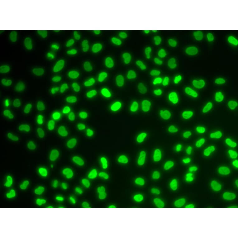 Immunofluorescence - Anti-HDGF Antibody (A89522) - Antibodies.com