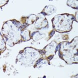 Immunohistochemistry - Anti-CKAP1/TBCB Antibody (A89524) - Antibodies.com