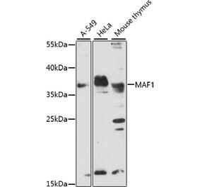 Western Blot - Anti-MAF1 Antibody (A89527) - Antibodies.com