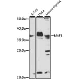 Western Blot - Anti-MAF1 Antibody (A89527) - Antibodies.com