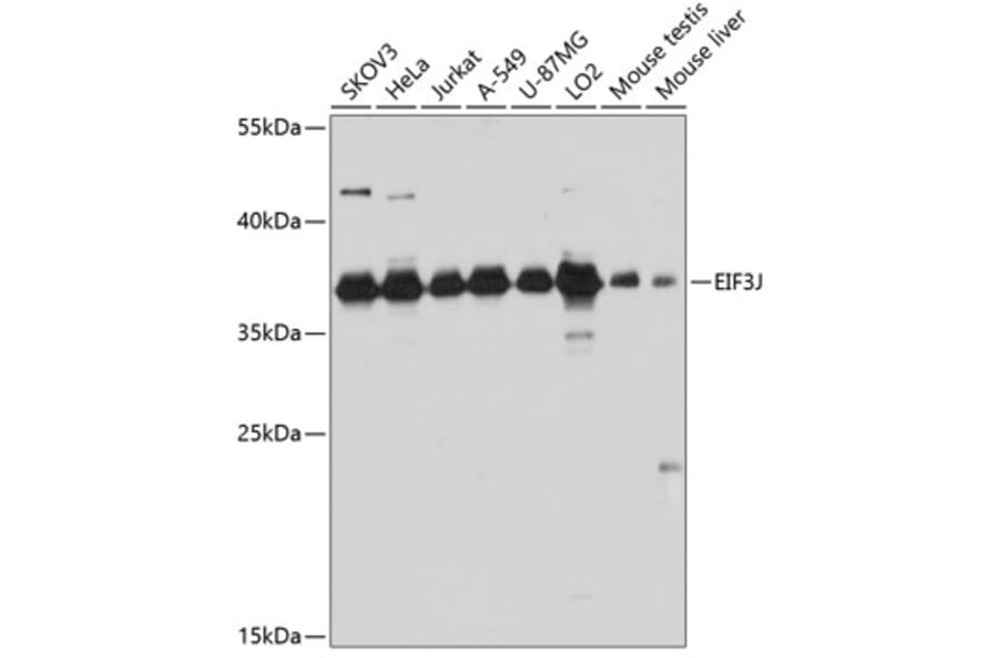 Western Blot - Anti-EIF3S1/EIF3J Antibody (A89528) - Antibodies.com