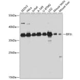 Western Blot - Anti-EIF3S1/EIF3J Antibody (A89528) - Antibodies.com