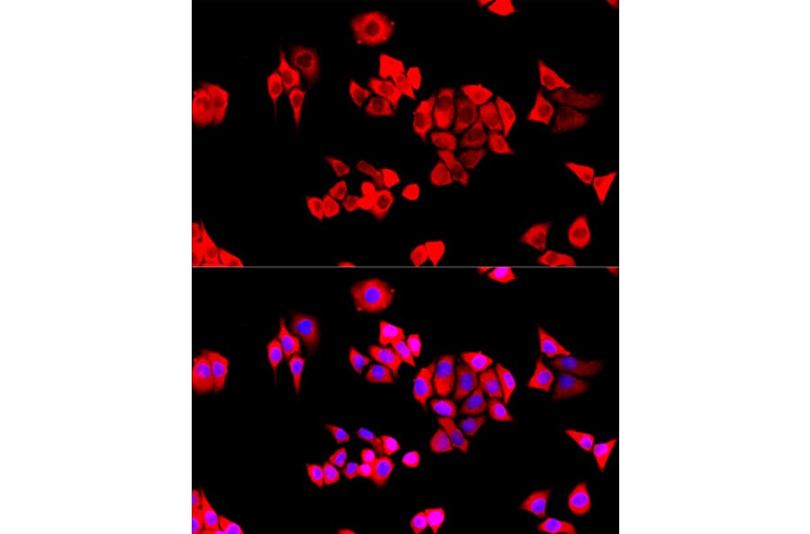 Immunofluorescence - Anti-EIF3S1/EIF3J Antibody (A89528) - Antibodies.com