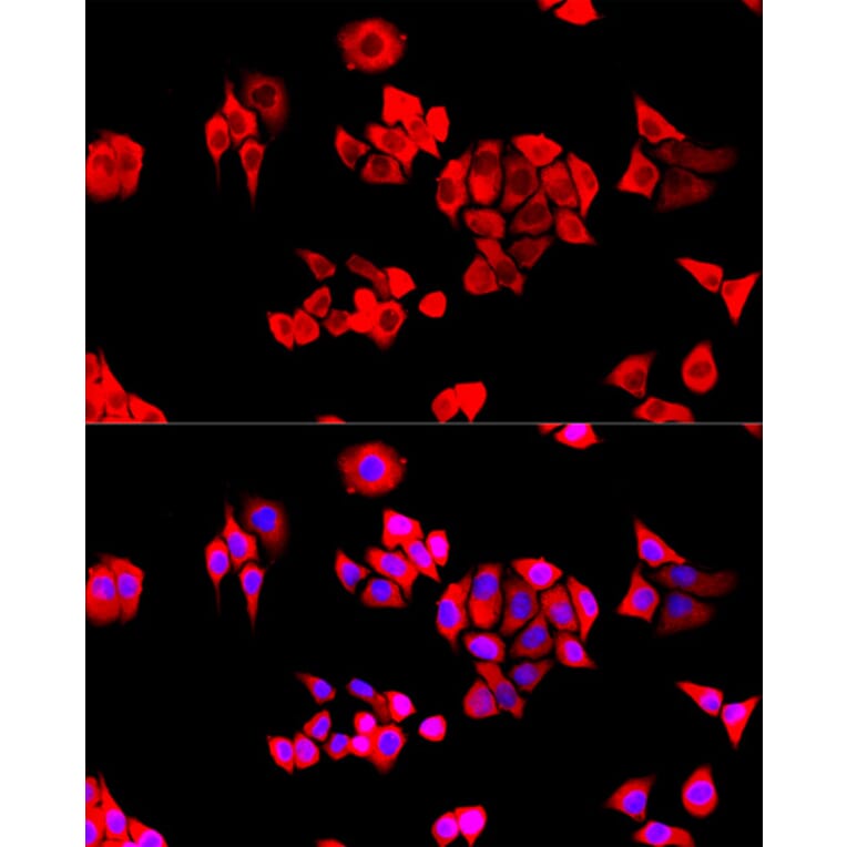 Immunofluorescence - Anti-EIF3S1/EIF3J Antibody (A89528) - Antibodies.com