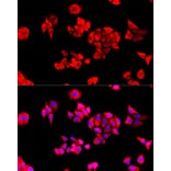Immunofluorescence - Anti-EIF3S1/EIF3J Antibody (A89528) - Antibodies.com