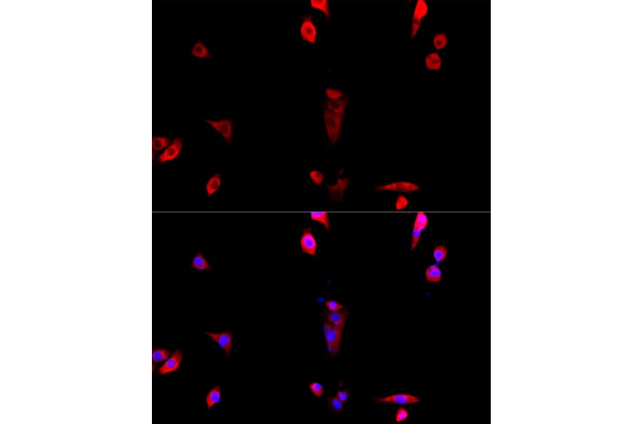 Immunofluorescence - Anti-EIF3S1/EIF3J Antibody (A89528) - Antibodies.com