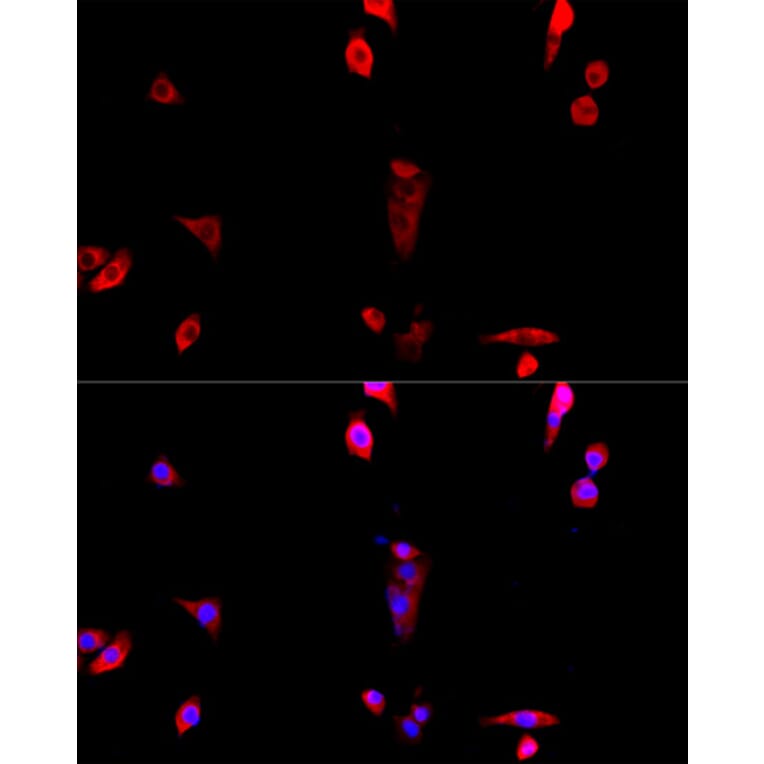 Immunofluorescence - Anti-EIF3S1/EIF3J Antibody (A89528) - Antibodies.com