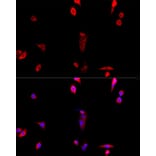 Immunofluorescence - Anti-EIF3S1/EIF3J Antibody (A89528) - Antibodies.com