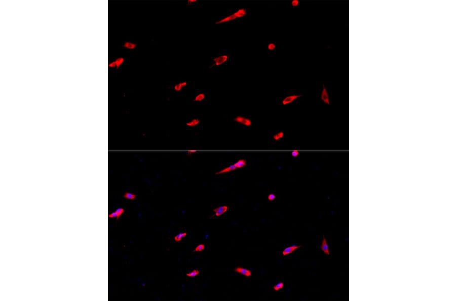 Immunofluorescence - Anti-EIF3S1/EIF3J Antibody (A89528) - Antibodies.com