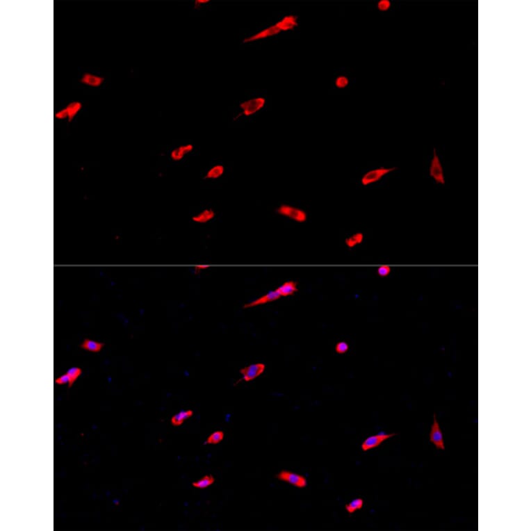Immunofluorescence - Anti-EIF3S1/EIF3J Antibody (A89528) - Antibodies.com