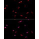 Immunofluorescence - Anti-EIF3S1/EIF3J Antibody (A89528) - Antibodies.com