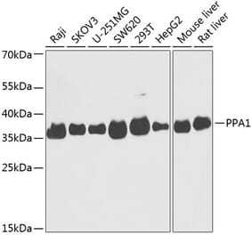 Western Blot - Anti-PPA1 Antibody (A89532) - Antibodies.com