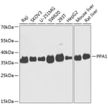 Western Blot - Anti-PPA1 Antibody (A89532) - Antibodies.com