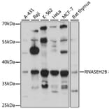 Western Blot - Anti-RNASEH2B Antibody (A89533) - Antibodies.com