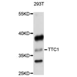 Western Blot - Anti-TTC1 Antibody (A8745) - Antibodies.com