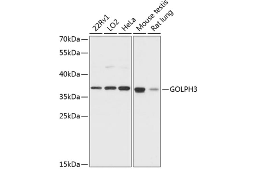 Western Blot - Anti-GOLPH3/MIDAS Antibody (A89536) - Antibodies.com