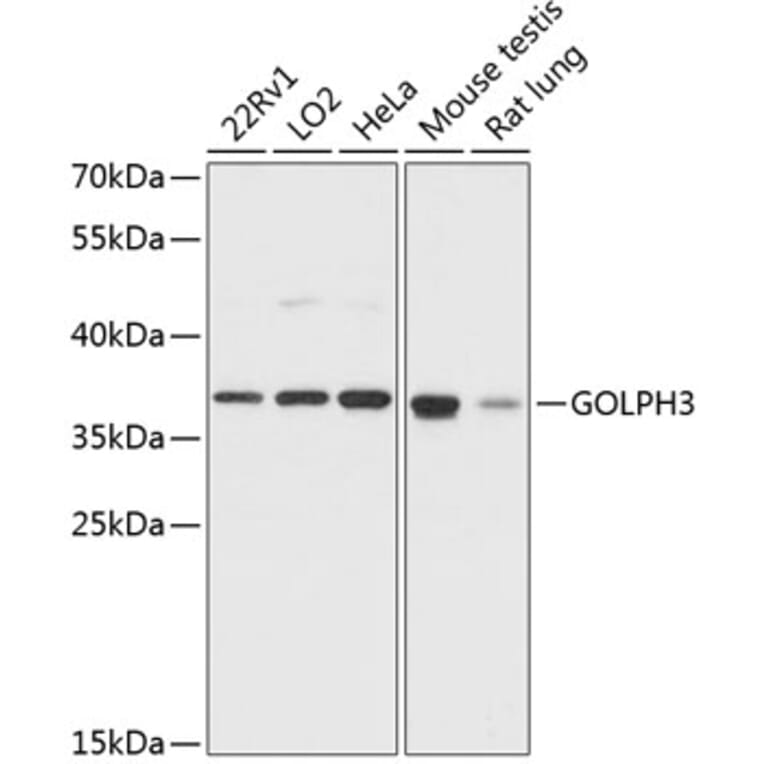 Western Blot - Anti-GOLPH3/MIDAS Antibody (A89536) - Antibodies.com