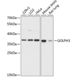 Western Blot - Anti-GOLPH3/MIDAS Antibody (A89536) - Antibodies.com