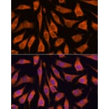 Immunofluorescence - Anti-GOLPH3/MIDAS Antibody (A89536) - Antibodies.com