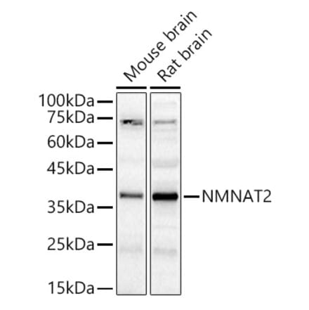 Western Blot - Anti-NMNAT2 Antibody (A89537) - Antibodies.com