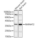 Western Blot - Anti-NMNAT2 Antibody (A89537) - Antibodies.com