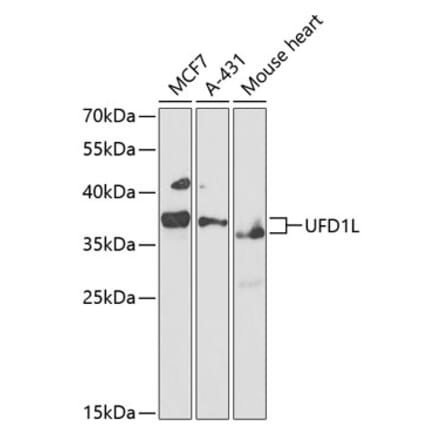 Western Blot - Anti-UFD1L Antibody (A89538) - Antibodies.com