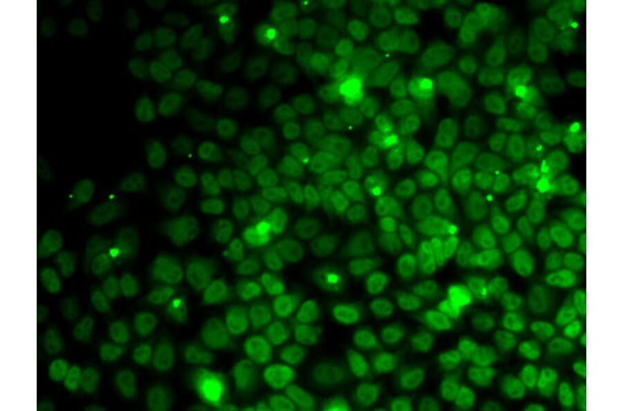 Immunofluorescence - Anti-UFD1L Antibody (A89538) - Antibodies.com